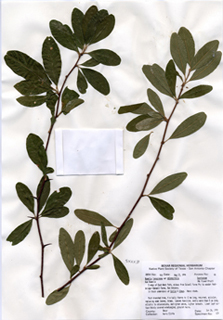 Sideroxylon lanuginosum ssp. oblongifolium (Gum bully)