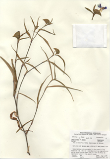 Commelina erecta var. deamiana (Whitemouth dayflower)