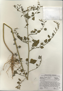 Chenopodium berlandieri var. berlandieri (Pitseed goosefoot)