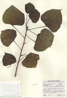 Populus deltoides ssp. deltoides (Eastern cottonwood)
