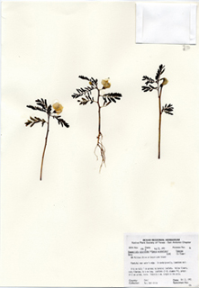 Chamaecrista calycioides (Woodland sensitive pea)
