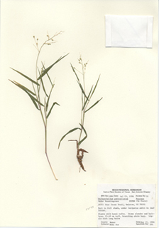 Dichanthelium pedicellatum (Cedar rosette grass)