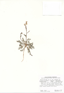 Corydalis micrantha ssp. australis (Smallflower fumewort)