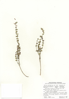 Scutellaria parvula var. parvula (Small skullcap)