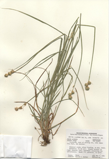 Carex crinita (Fringed sedge)