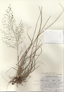 Eragrostis pectinacea var. miserrima (Desert lovegrass)