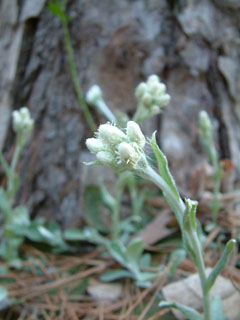 Antennaria parlinii (Parlin's pussytoes)