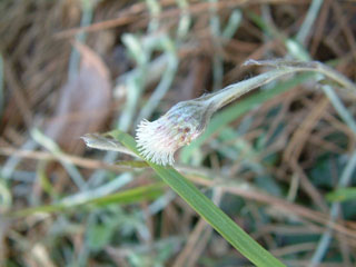 Antennaria solitaria (Singlehead pussytoes)