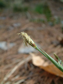 Carex platyphylla (Broadleaf sedge)