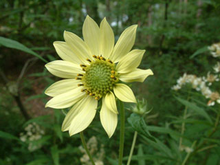 Helianthus resinosus (Resindot sunflower)