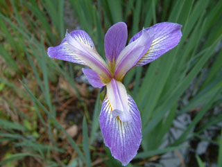 Iris brevicaulis (Zigzag iris)