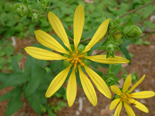 Silphium asteriscus var. laevicaule (Starry rosinweed)