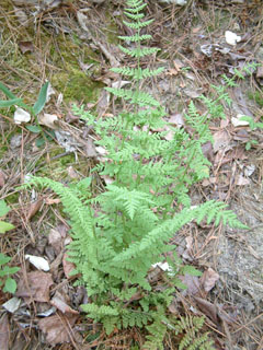Woodsia obtusa (Bluntlobe cliff fern)