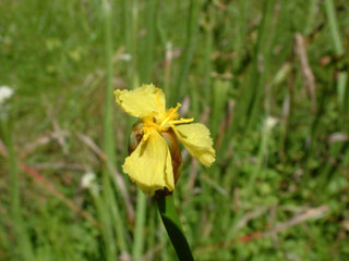 Xyris laxifolia var. iridifolia (Irisleaf yelloweyed grass )