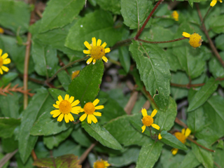 Acmella oppositifolia var. repens (Oppositeleaf spotflower)