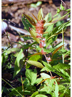 Acalypha virginica (Virginia threeseed mercury)