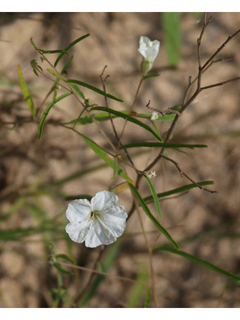 Stylisma pickeringii var. pattersonii (Patterson's dawnflower)