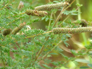Dalea villosa (Silky prairie clover)