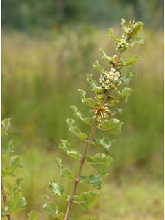 Asclepias arenaria (Sand milkweed)