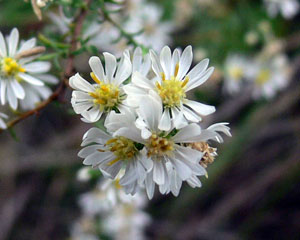 Symphyotrichum ericoides (White heath aster)