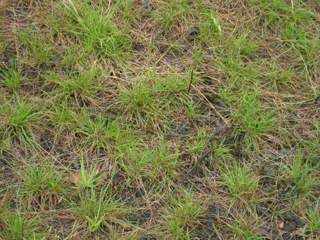 Tripogon spicatus (American fiveminute grass)