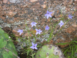 Campanula reverchonii (Basin bellflower)