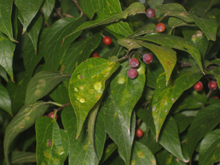 Celtis laevigata (Sugar hackberry)