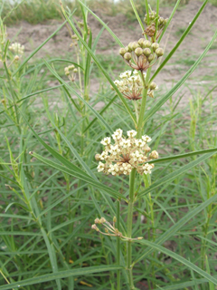 Asclepias linearis (Slim milkweed)
