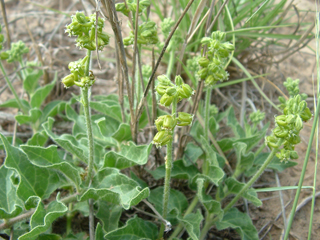 Matelea parviflora (Smallflower milkvine)