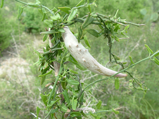 Matelea sagittifolia (Arrowleaf milkvine)