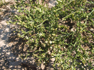 Thurovia triflora (Threeflower snakeweed)