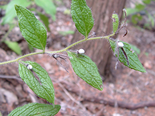 Onosmodium helleri (Heller's marbleseed)