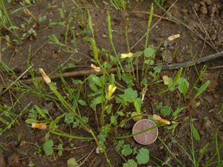 Leavenworthia aurea var. texana (Golden gladecress)