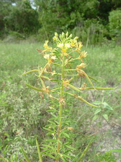 Polanisia erosa ssp. breviglandulosa (Large clammyweed)