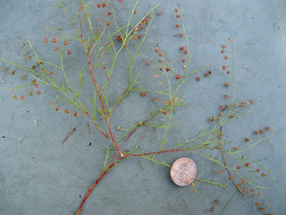Lechea san-sabeana (San saba pinweed)