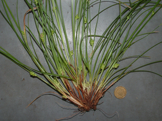 Carex edwardsiana (Edwards plateau sedge)
