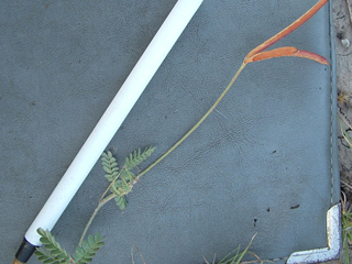 Desmanthus reticulatus (Netleaf bundleflower)