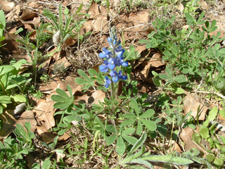 Lupinus subcarnosus (Sandyland bluebonnet)
