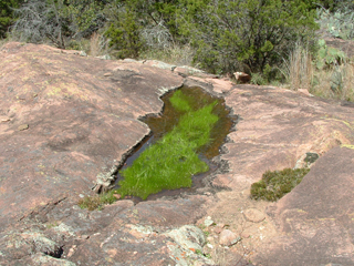 Isoetes lithophila (Rock quillwort)