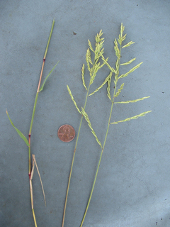 Trichoneura elegans (Silveus grass)