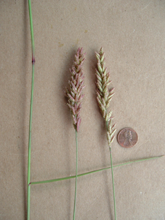Tridens congestus (Pink fluffgrass)