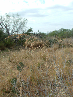 Vaseyochloa multinervosa (Texasgrass)