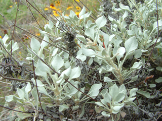 Eriogonum tenellum var. ramosissimum (Tall buckwheat)