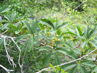 Parthenocissus heptaphylla (Sevenleaf creeper)