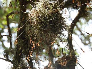 Tillandsia recurvata (Small ball moss)