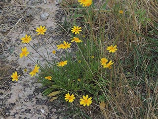 Tetraneuris linearifolia (Fineleaf fournerved daisy)
