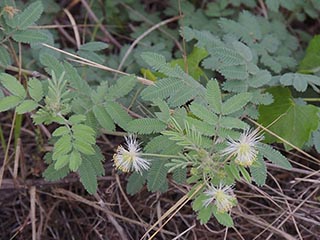 Desmanthus velutinus (Velvet bundleflower)
