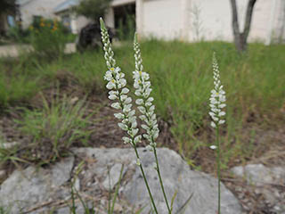 Polygala alba (White milkwort)