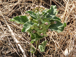 Asclepias oenotheroides (Zizotes milkweed)
