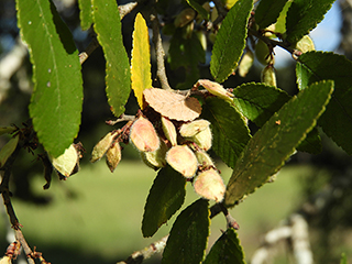 Ulmus crassifolia (Cedar elm)